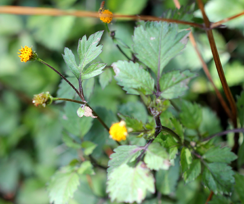 Bidens biternata – eFlora of India